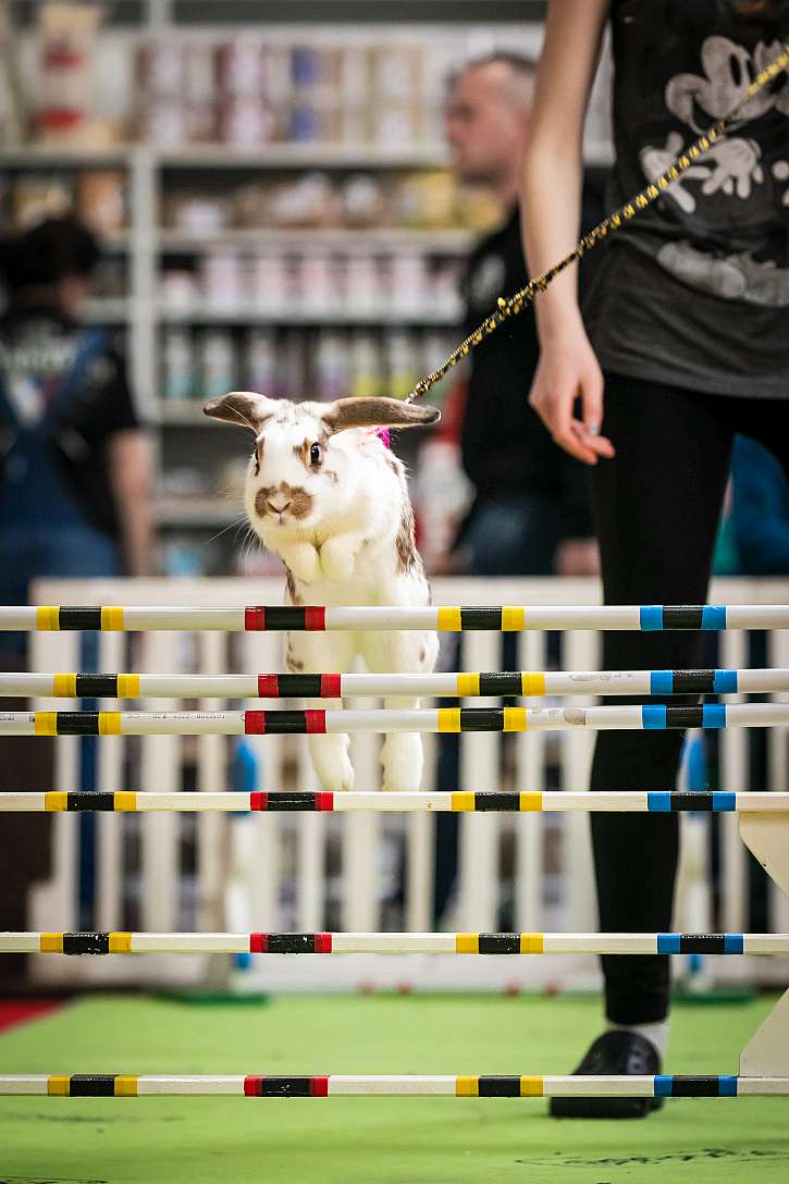 Ukázka nejmladší sportovní disciplíny se zvířaty, která vznikla ve Švédsku a jmenuje se Králičí hop
