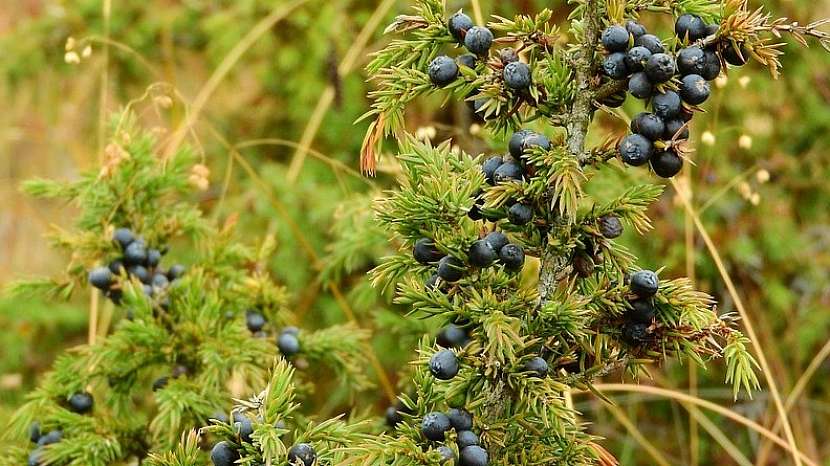 Rychlé hubnutí s jalovcem: jalovec obecný (Juniperus communis) s plody