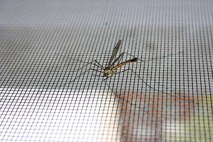 Chraňte se proti hmyzu sítí do oken (Zdroj: Depositphotos (https://cz.depositphotos.com))