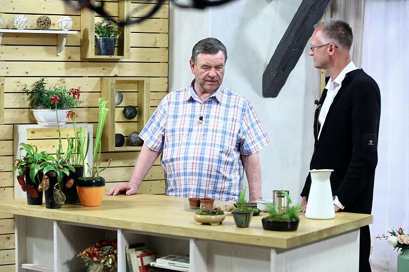 Jak se postarat o masožravé rostliny: Minizahrádky z masožravých rostlin 1