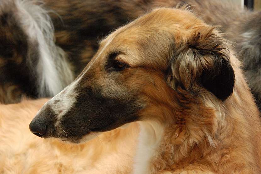 Anglický chrt greyhound