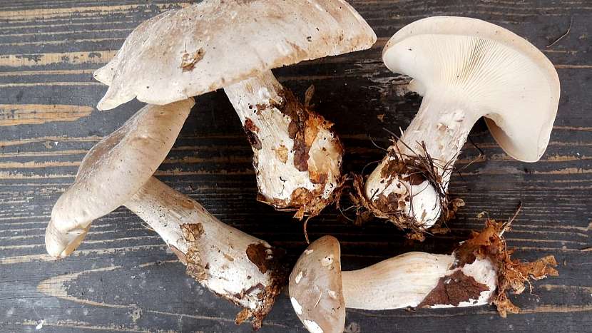 Strmělka mlženka (Clitocybe nebularis)
