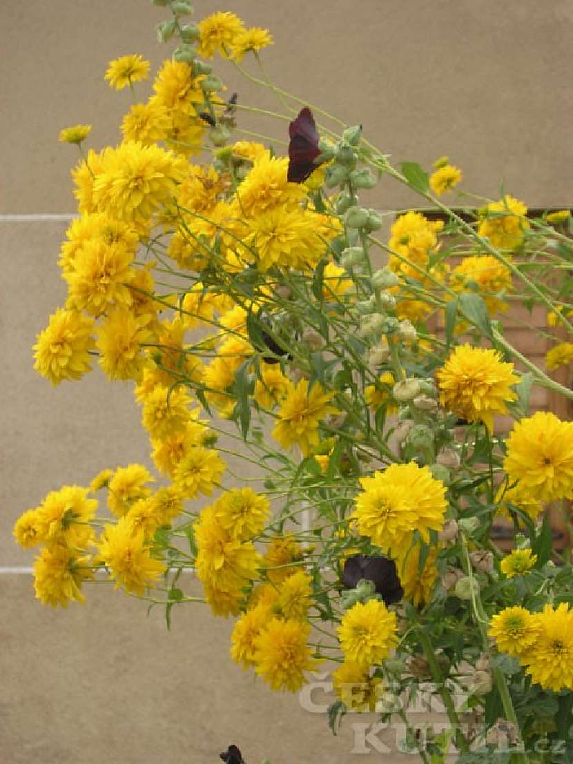 Třapatka (rudbekie) dřípatá