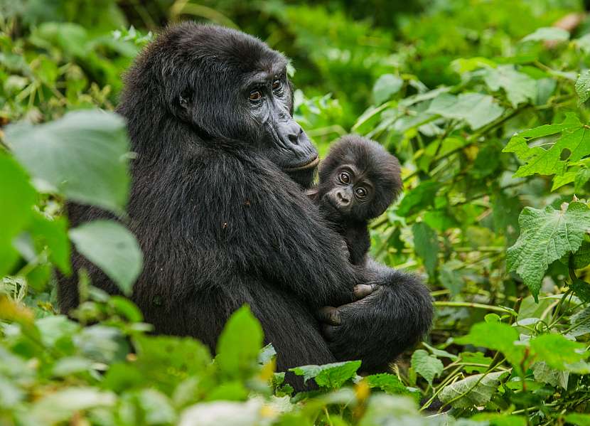 Uganda