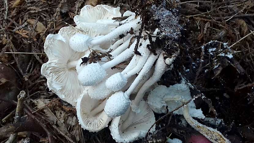 Není každá bedla jedlá: bedla cibulonohá (Leucocoprinus cepistipes)