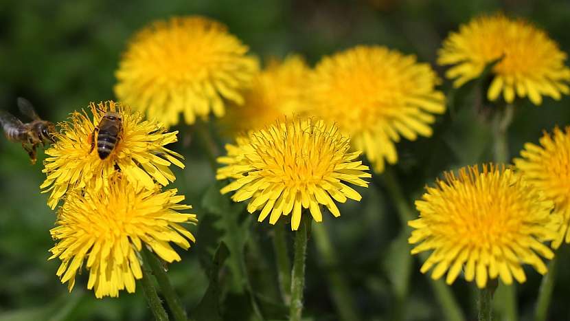 Pampeliška lékařská (Taraxacum officinale)
