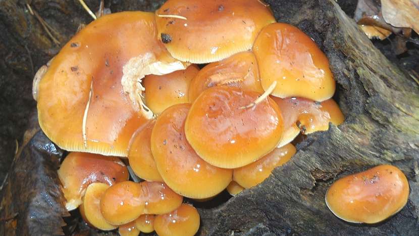 Penízovka sametonohá (Flammulina velutipes)