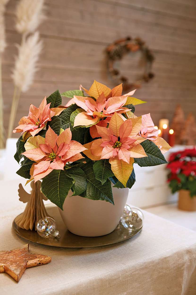Natural_Christmas_Warmth_08