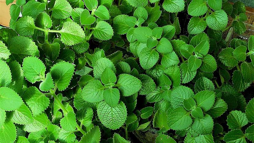 Rýmovník (Plectranthus)
