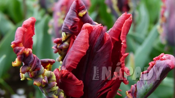 Perkiet Tulipa Rococo