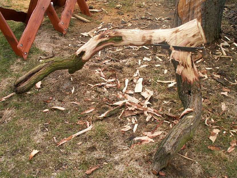 Nezahazujte velkou větev z pokáceného stromu. Vyrobte si z ní zahradní lavici podle jednoduchého návodu.