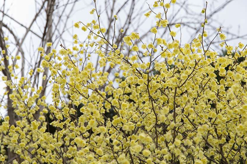Lískovníček (Corylopsis)