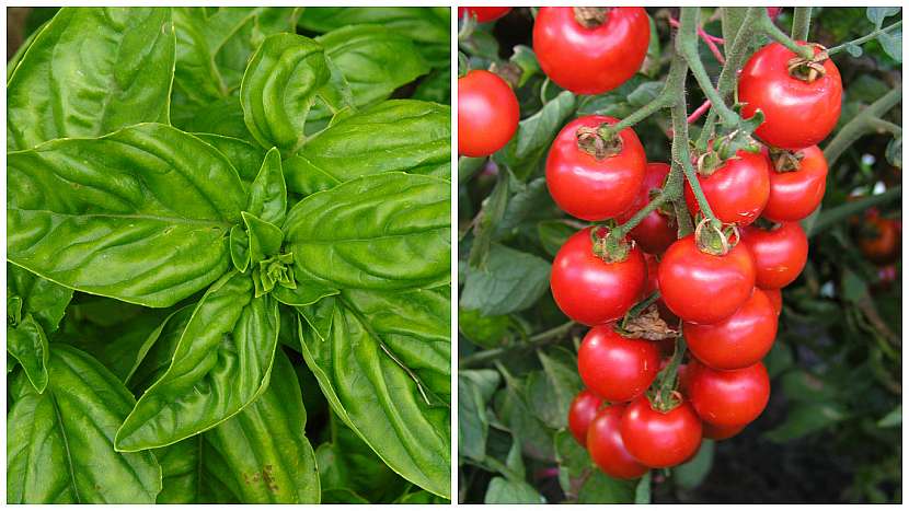 Bazalka pravá (Ocimum basilicum) si rozumí především s rajčaty