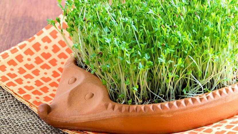 Řeřicha zahradní (Lepidium sativum): obsahuje velké množství vitaminu C, který nám chybí hlavně v zimním období