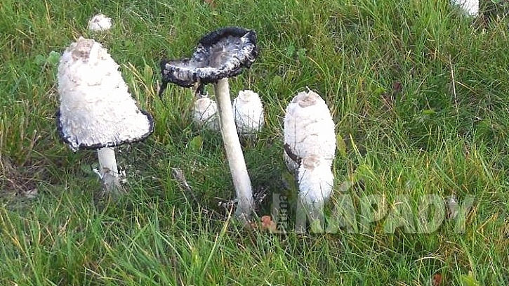 Hnojník obecný patří mezi tzv. houby hniložijné
