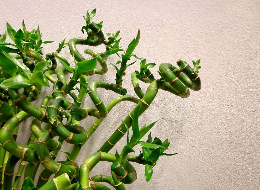 Dracéna (Dracena sanderiana)