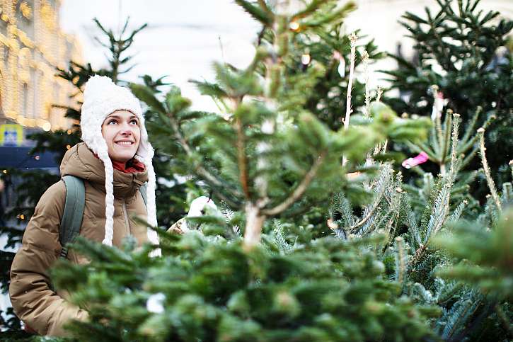 Pětina Čechů už někdy uřízla vánoční stromek v cizím lese. Trendem jsou ale stromky v květináčích, zájem je o ně hlavně mezi mladými (Zdroj: Sdružení vlastníků obecních, soukromých a církevních lesů v ČR)