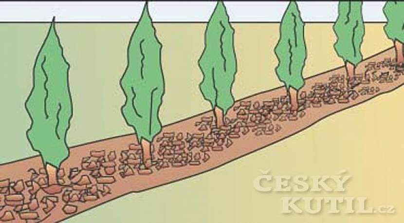 Zelený živý plot