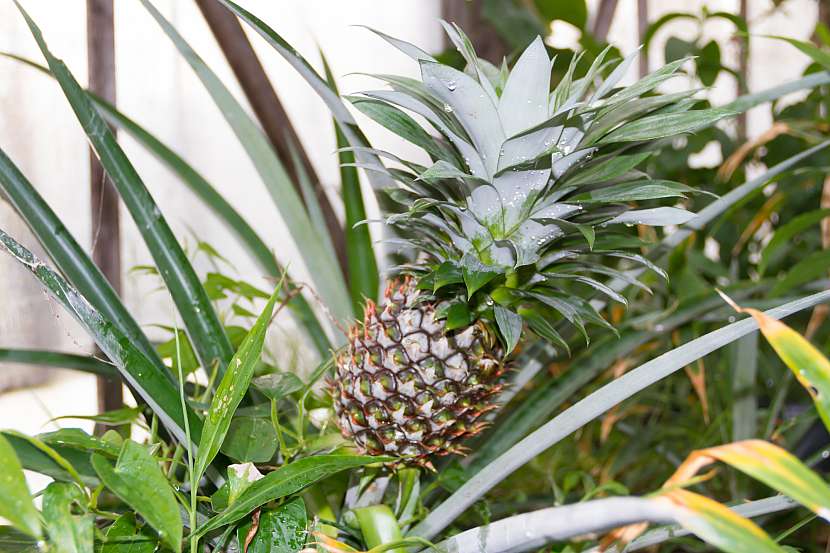 ANANAS (Ananas Comosus)
