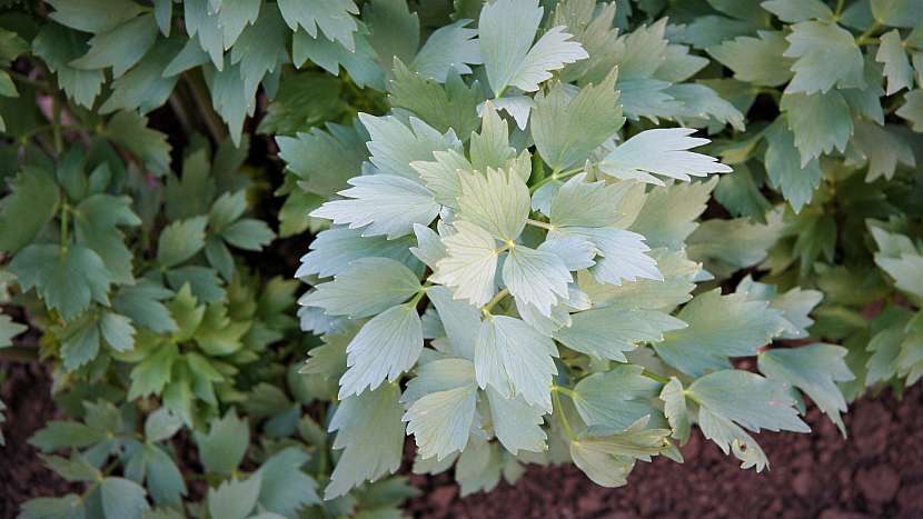 Bylinková zahrádka: libeček lékařský (Levisticum officinale)