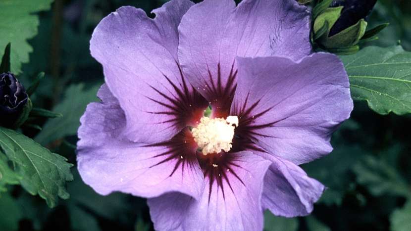 Ibišek syrský (Hibiscus syriacus) kultivar ‘Marina‘