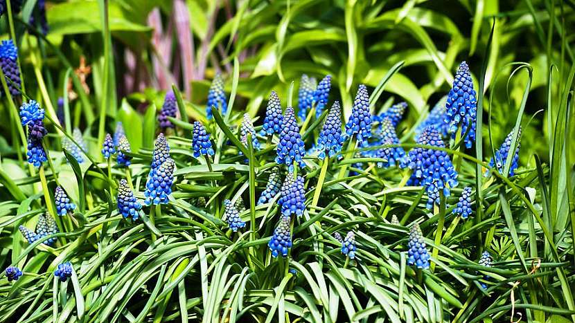 Modřenec arménský (Muscari armeniacum)