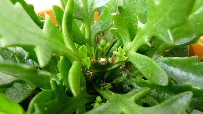 Kalanchoe po odkvětu potřebuje vaši péči: Zkuste ji ostříhat a namnožit 3