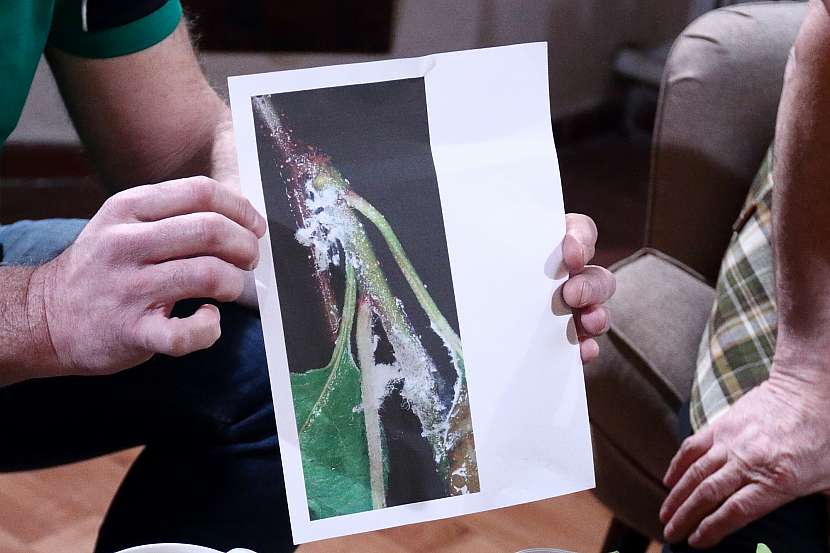 Foto červci