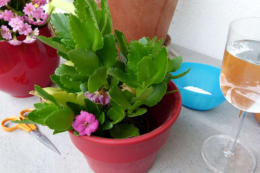 Kalanchoe po odkvětu potřebuje vaši péči: Zkuste ji ostříhat a namnožit 5