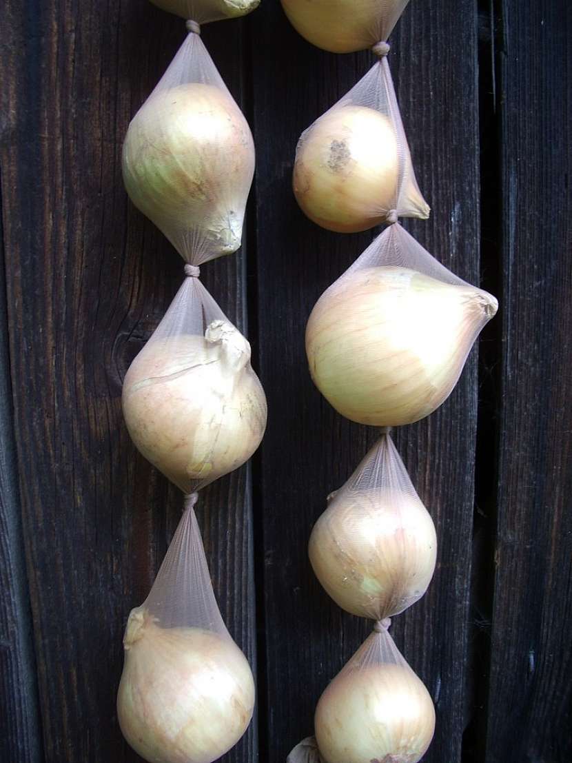 Cibule je nejlépe uskladněná v závěsu třeba v copu