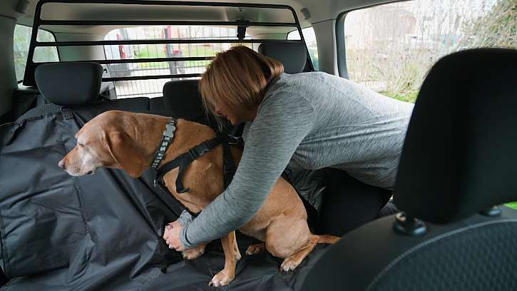Zabezpečení psa v autě
