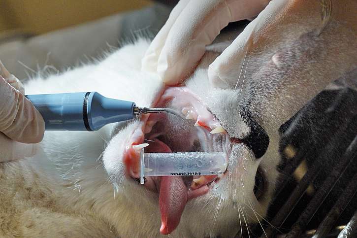 Veterinární ošetření zubů kočky pod narkózou