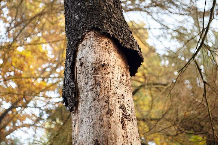 Guerilla foresting aneb Zachraňme společně naše lesy