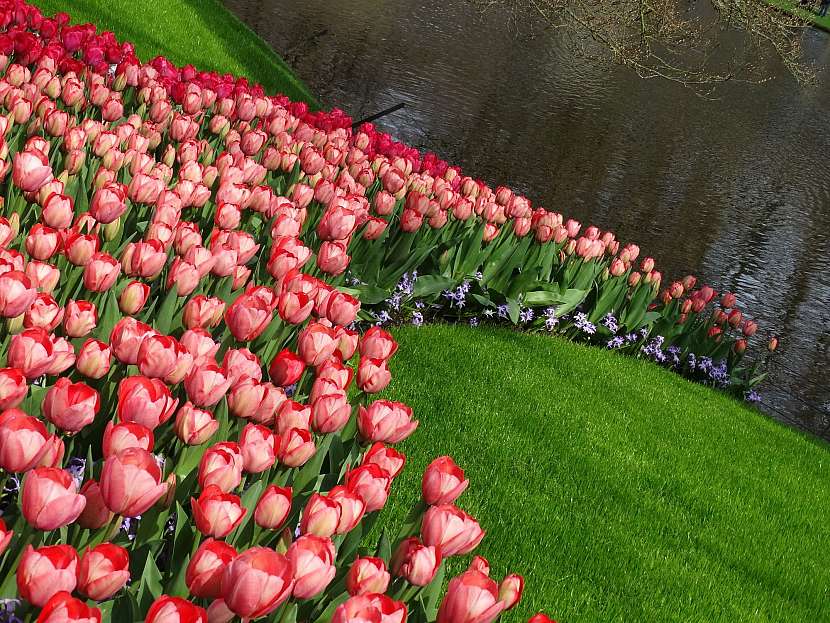 Tulipánový záhon