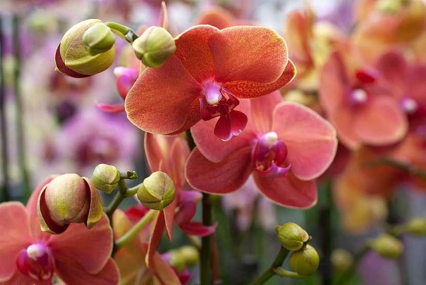 Orchidea