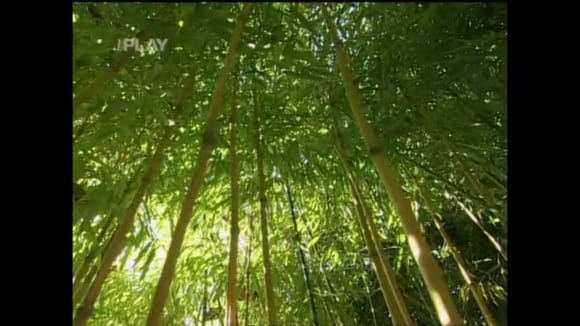Jak připravit teplomilné bambusy na zimu