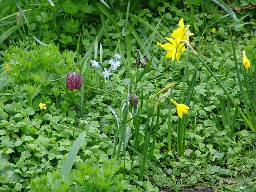 Keukenhof – největší květinový park na světě