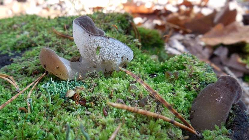 Rosolozub huspenitý (Pseudohydnum gelatinosum)