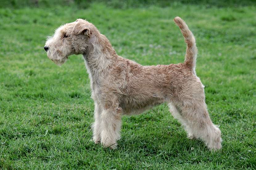 Lakeland teriér