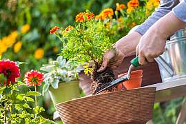 V naší listárně poradíme jak pěstovat astry, co vysadit do polostínu, či proč se vám svinují listy rajčat