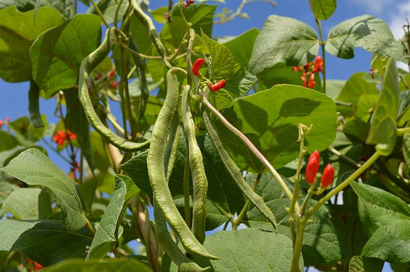 Fazol šarlatový (Phaseolus coccineus)