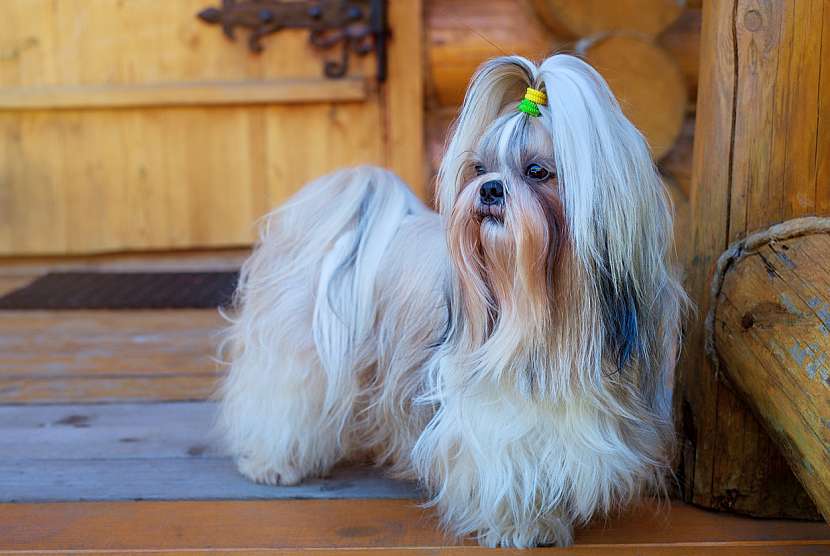 Shih-tzu jsou klidní a naprosto neagresivní psi