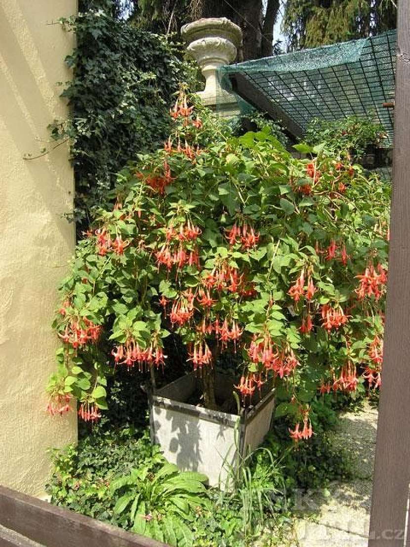 Fuchsie, čílko