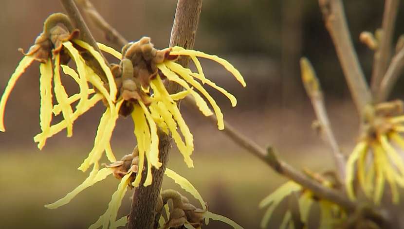 Vilín (Hamamelis)