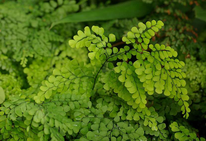 3 nízký nenkovní netik - adiantum venustum