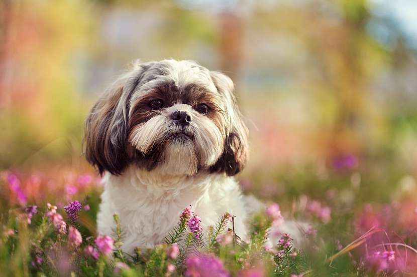 Shih-tzu bývají často ostříhaní