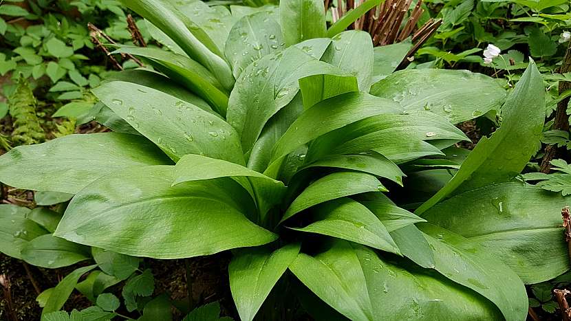 Česnek medvědí (Allium ursinum): ideální bylina pro jarní detoxikaci organismu