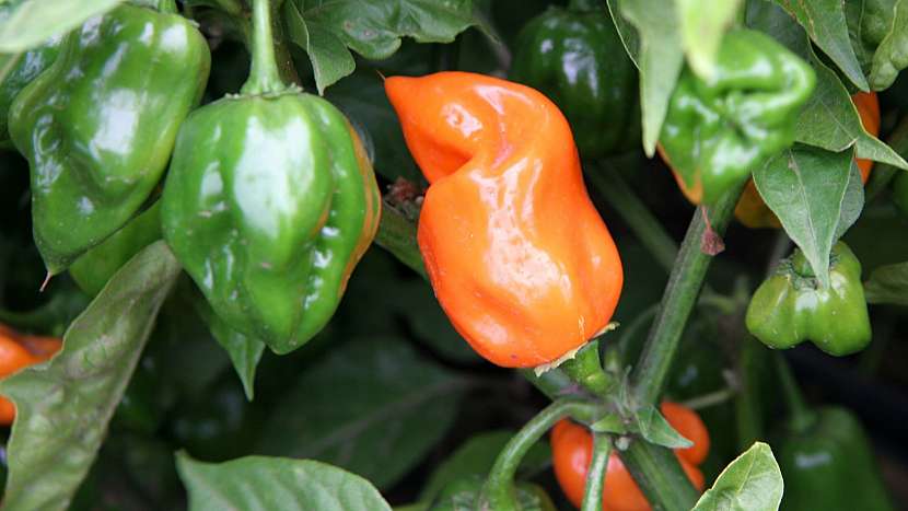 Paprika roční (Capsicum annuum): odrůda Habanero Orange