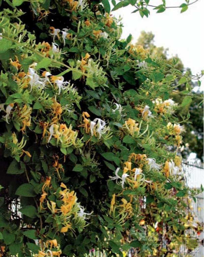 Lonicera peryclimenum