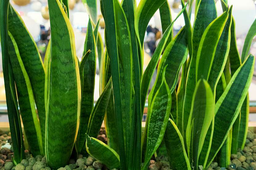 Tchynin jazyk (Sansevieria)